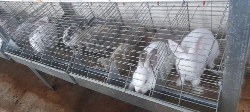 بيع أرانب للاستهلاك و التربية