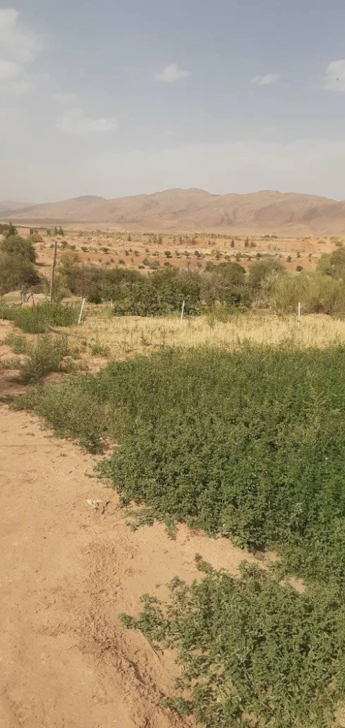 Location Local Naama Ain sefra