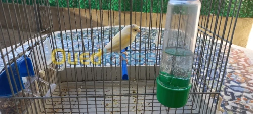 Canari  à vendre 