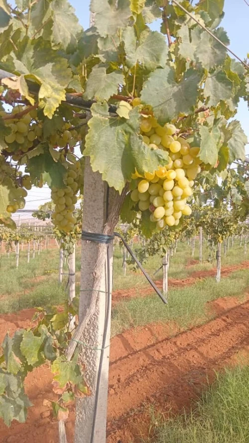 Vente Terrain Agricole Aïn Témouchent El amria