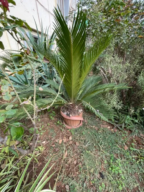Palmier cycas  et tres chic 