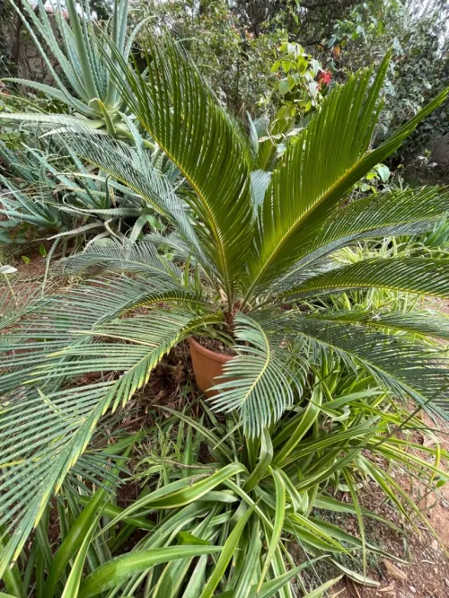 Palmier cycas  et tres chic 