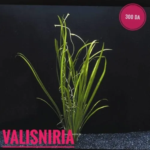 نباتات مائية طبيعية خاصة بالاحواض   plante aquatique aquarium 