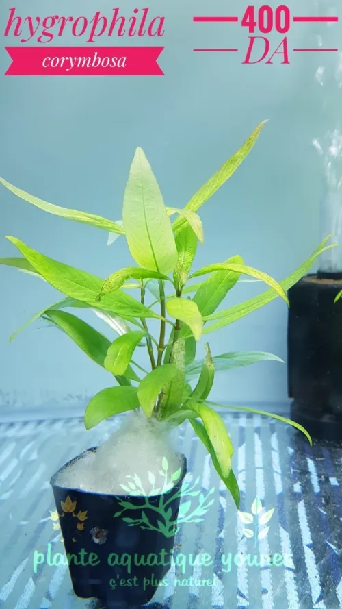 نباتات مائية طبيعية خاصة بالاحواض   plante aquatique aquarium 