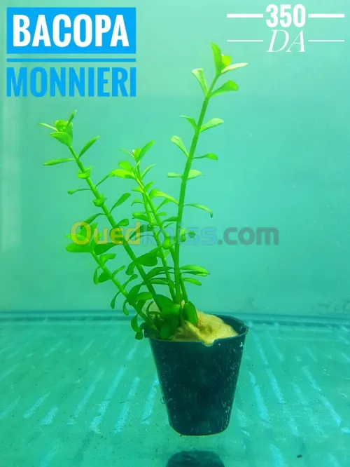 نباتات مائية طبيعية خاصة بالاحواض   plante aquatique aquarium 