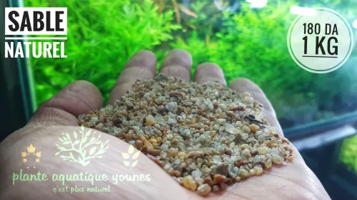 نباتات مائية طبيعية خاصة بالاحواض   plante aquatique aquarium 