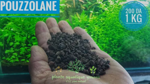 نباتات مائية طبيعية خاصة بالاحواض   plante aquatique aquarium 