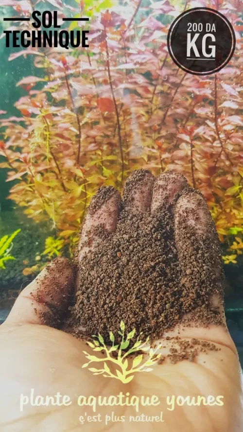 نباتات مائية طبيعية خاصة بالاحواض   plante aquatique aquarium 