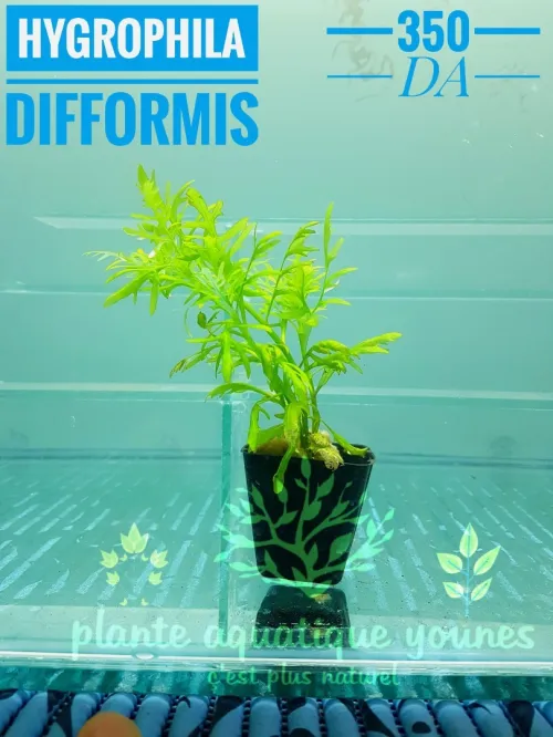 نباتات مائية طبيعية خاصة بالاحواض   plante aquatique aquarium 