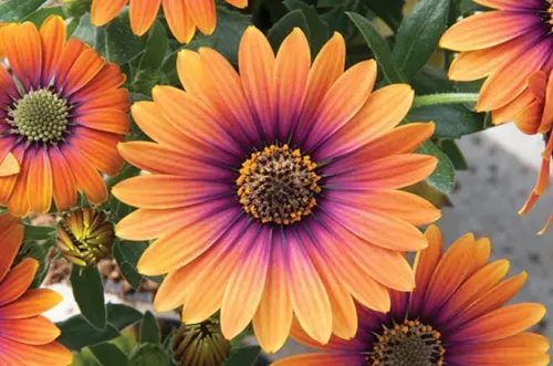 Entretien jardinage et suivi 