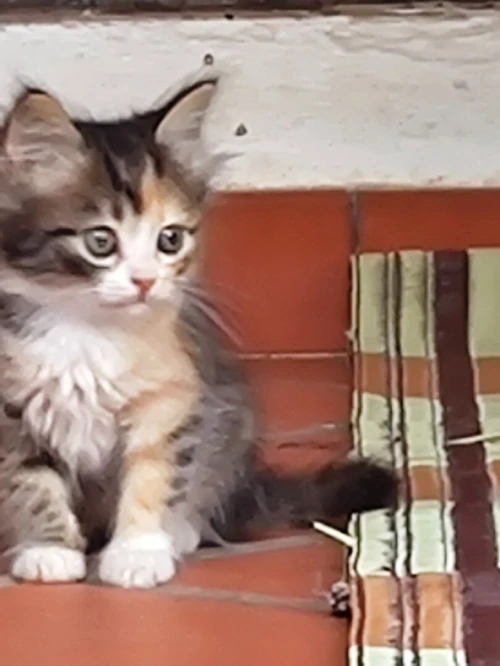 Chaton Persan