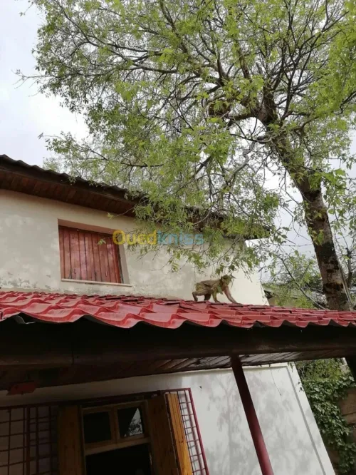 Location vacances Villa Blida Chrea