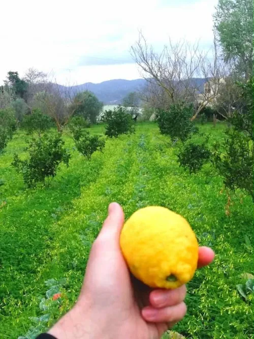 Vente Terrain Skikda Collo