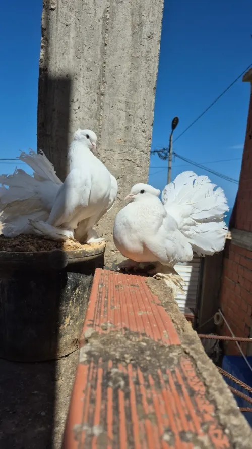 Paon/ paon indiennes  /  حمام طا وسحمام ابيض منتج