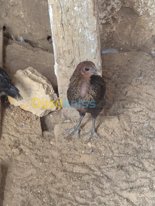 Poussins croises  كروازي فلالس