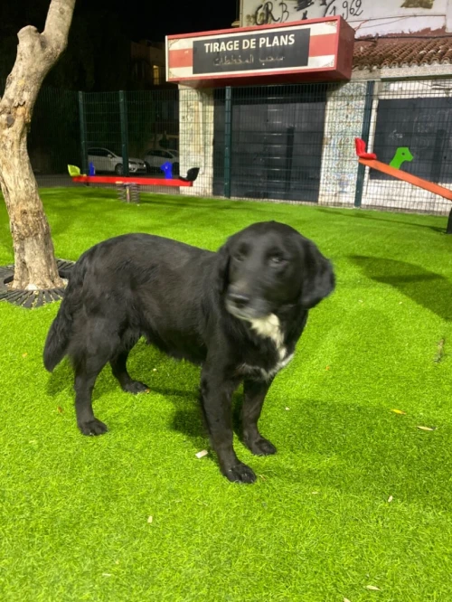 Labrador