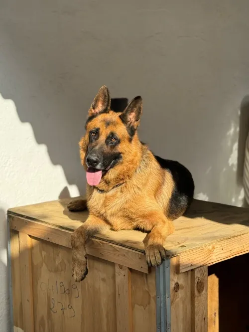 Berger allemand pour accouplement