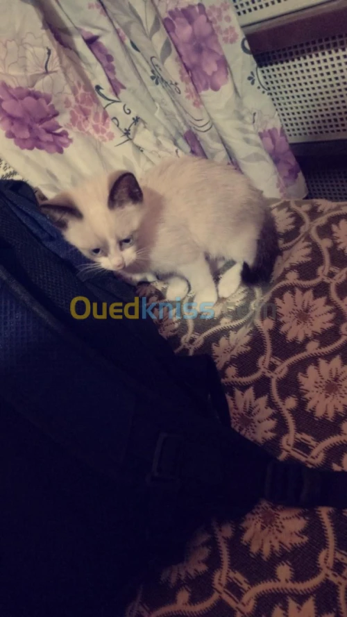 Chat