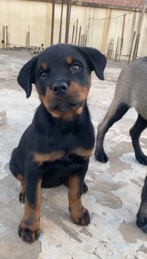 Rottweiller 