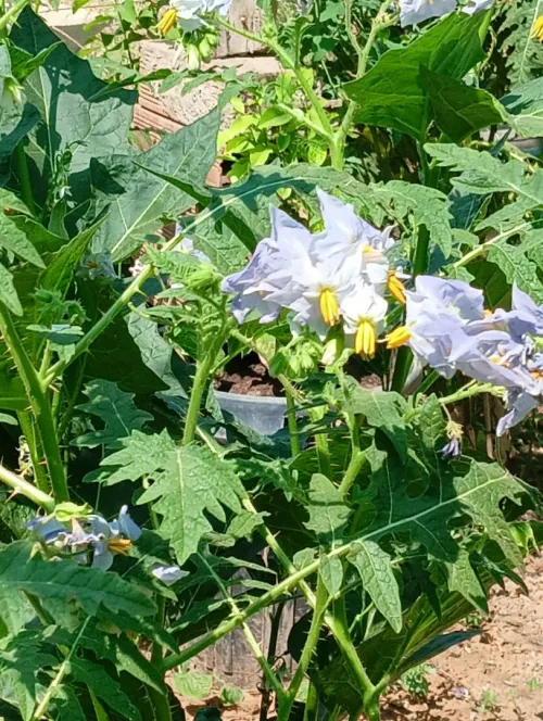 Graines du jardin Bio