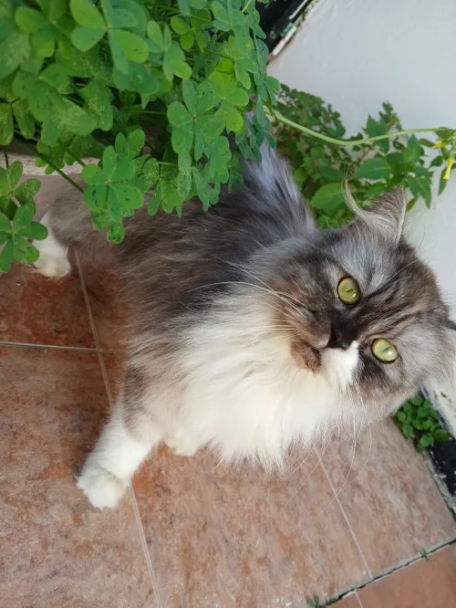 Chaton persan chinchilla 