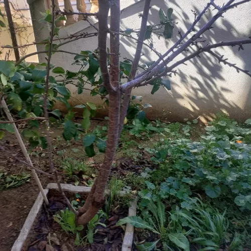Vente Villa Guelma Oued zenati