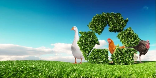 Usine Recyclage Déchets de Poulet-Farines animales
