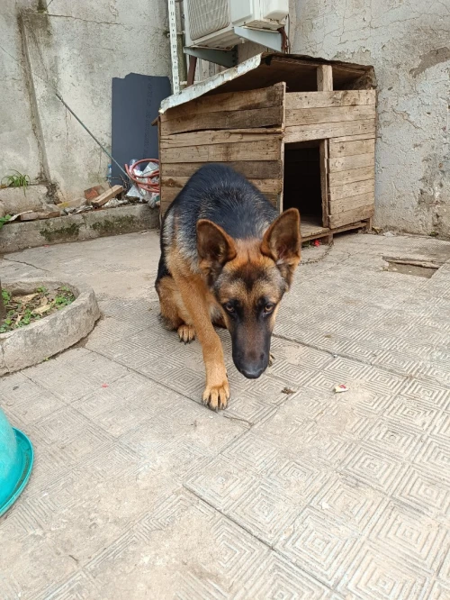 Berger Allemand
