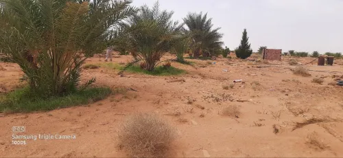 Vente Terrain Agricole Ouled Djellal Doucen