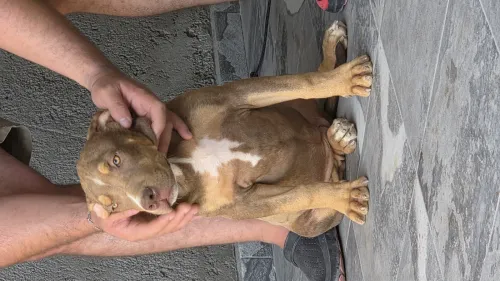 American bully