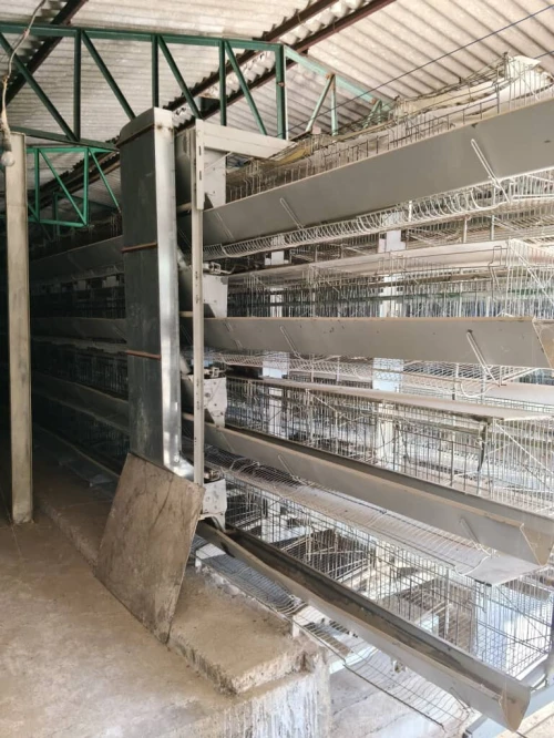 BATTERIE Poules pondeuses 15500 sujets.