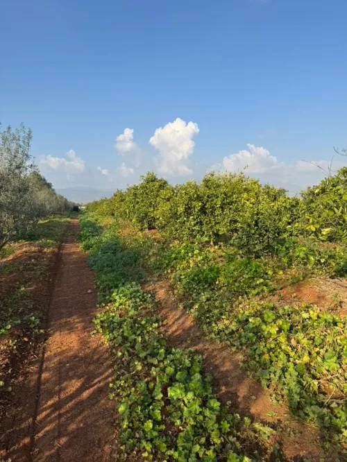 Vente Terrain Agricole Aïn Defla Djelida