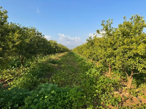 Vente Terrain Agricole Aïn Defla Djelida