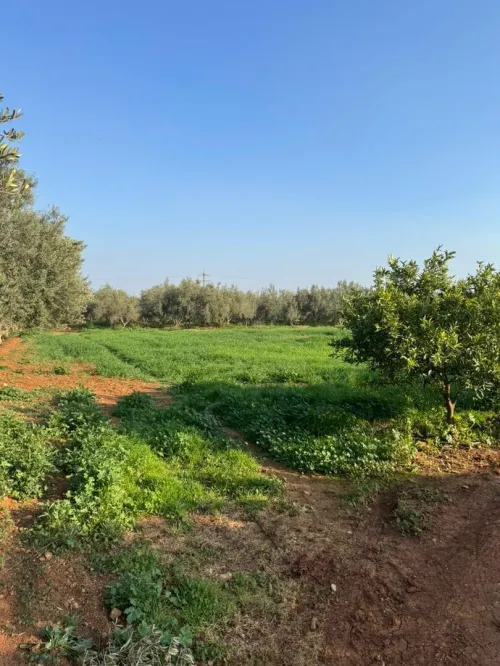 Vente Terrain Agricole Aïn Defla Djelida