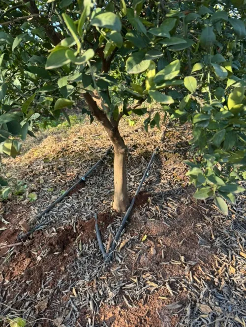 Vente Terrain Agricole Aïn Defla Djelida
