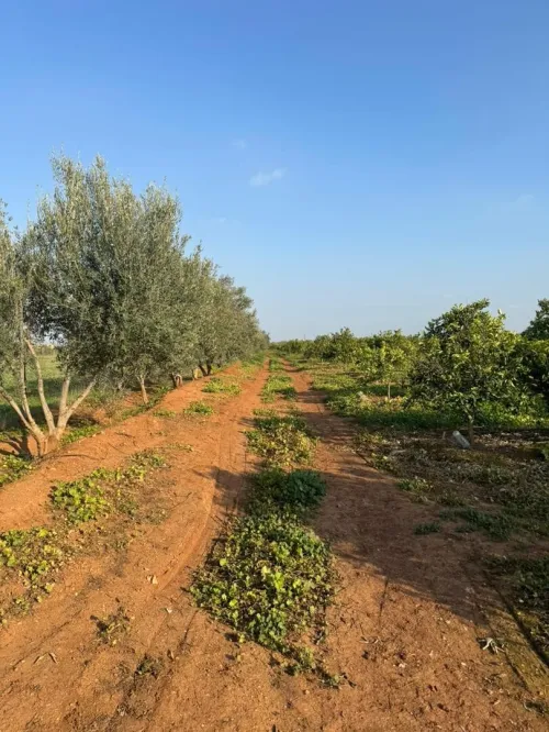 Vente Terrain Agricole Aïn Defla Djelida