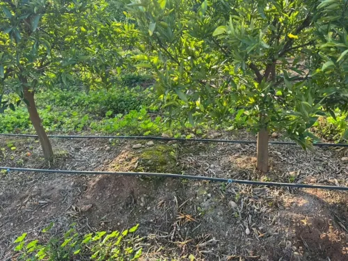 Vente Terrain Agricole Aïn Defla Djelida