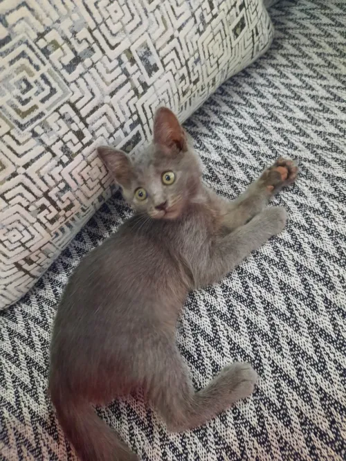 Chat race thaïlandaise (Korat)