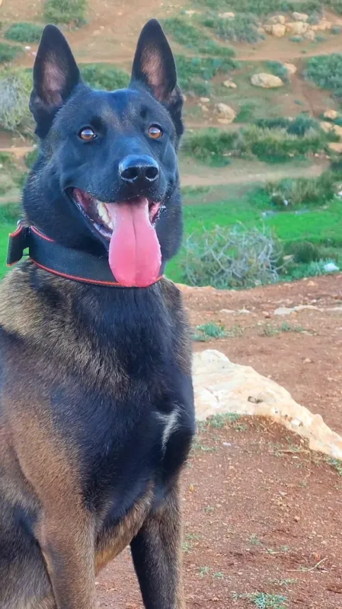 Malinois