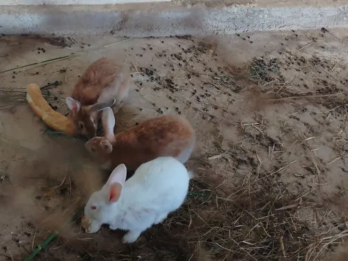 Vente Terrain Agricole Oran Ain el kerma