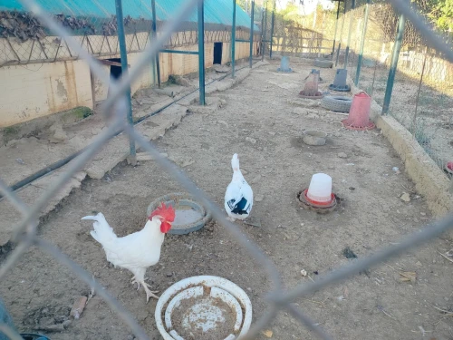 Vente Terrain Agricole Oran Ain el kerma