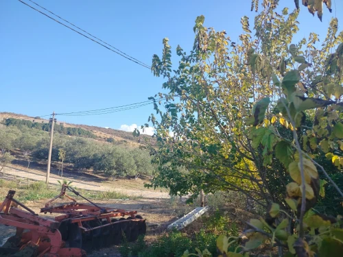 Vente Terrain Agricole Oran Ain el kerma