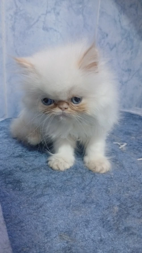 Chat Persan