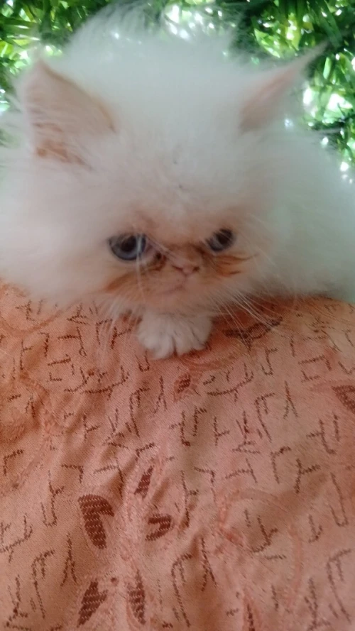 Chat Persan Himalayen