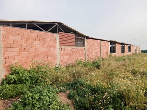 Vente Terrain Agricole Djelfa Ain oussara