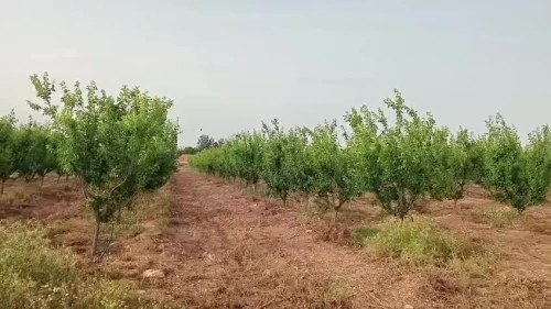 Vente Terrain Agricole Djelfa Ain oussara 9