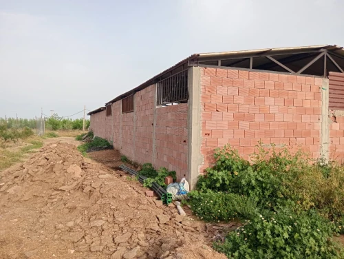 Vente Terrain Agricole Djelfa Ain oussara 6