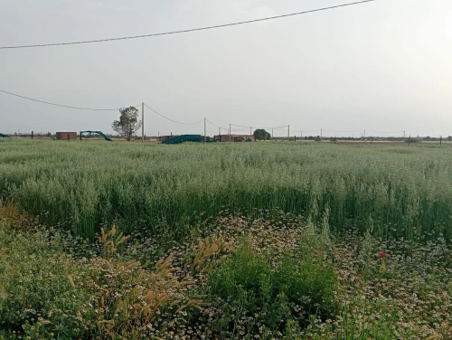 Vente Terrain Agricole Djelfa Ain oussara 4