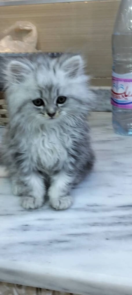 Chat mâle person chirazi