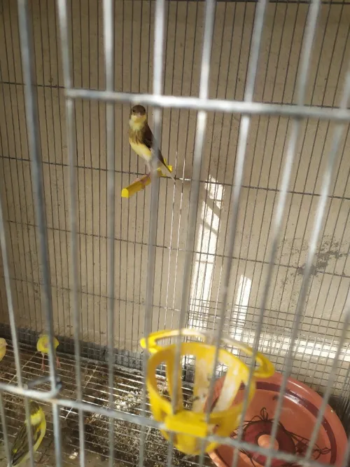 vente canari jeune